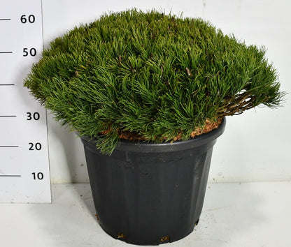 Bergtall – Pinus mugo pumilio - C35 60-70 cm. Levendesteen