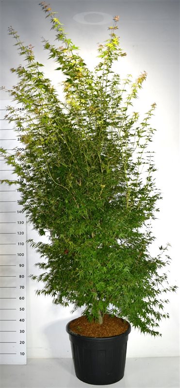 Japansk lönn – Acer palmatum &