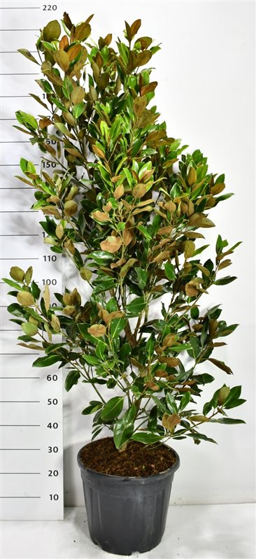 Städsegrön magnolia – Magnolia grandiflora &