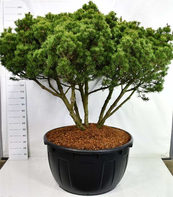 Bergtall – Pinus mugo &