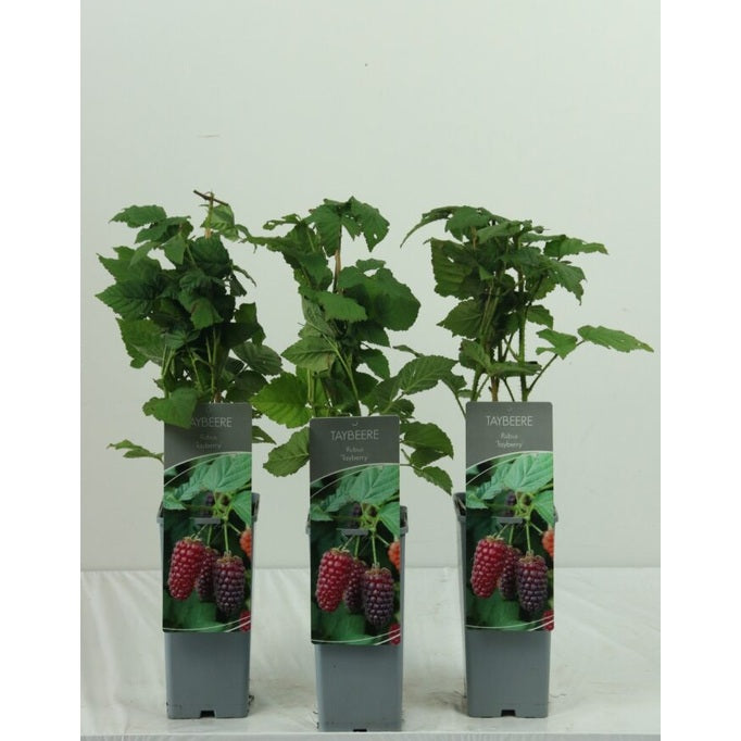Taybär – Rubus 'Medena Tayberry' - C2 30-40 CM