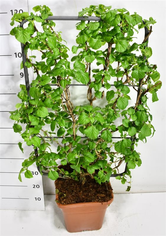 Klätterhortensia – Hydrangea petiolaris - C18 100 cm. Scherm
