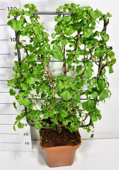 Klätterhortensia – Hydrangea petiolaris - C18 100 cm. Scherm