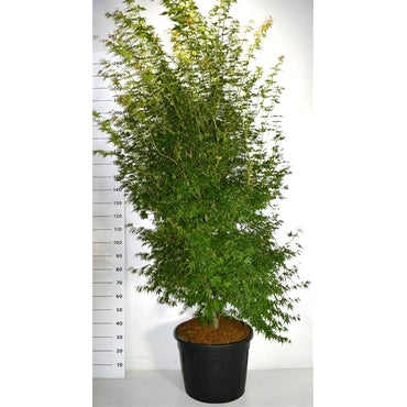 Japansk lönn – Acer palmatum &