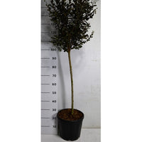 Kreppmyrten – Lagerstroemia indica 'Coconut Sorbet' - C15 80 cm. Stam