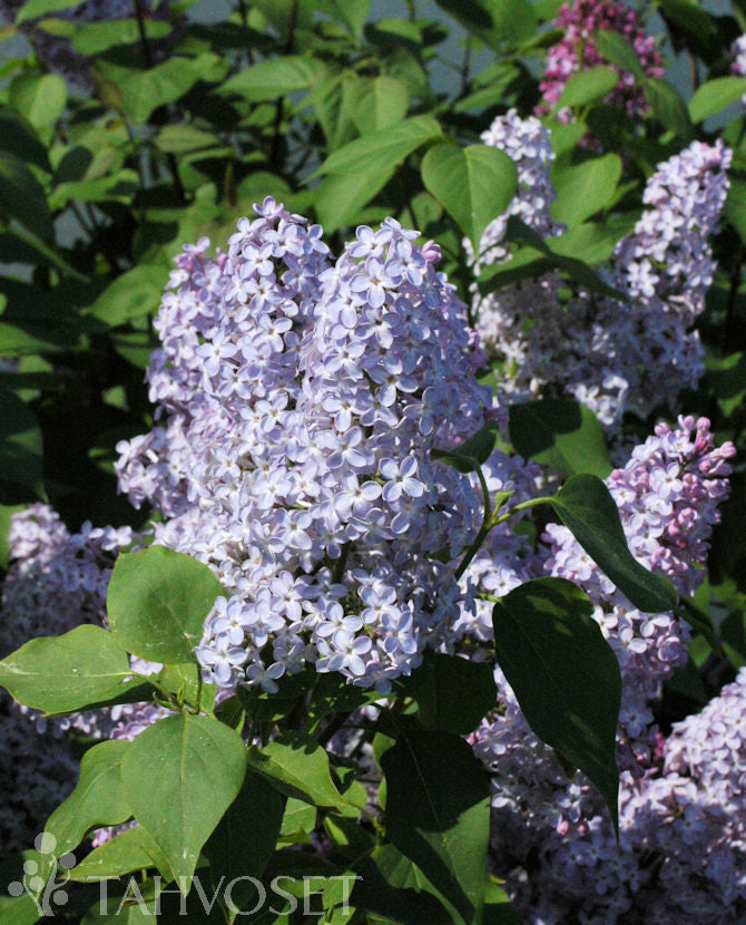 Äkta syren Syringa vulgaris Jumbo 7,5 liters kruka