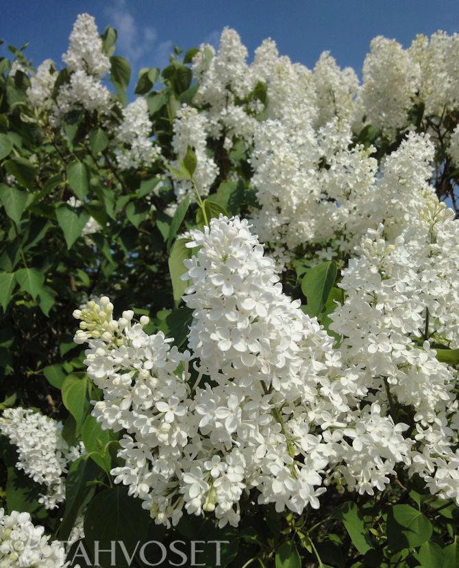 Vit syren Syringa vulgaris &