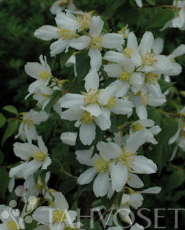 Smultronschersmin Philadelphus x lemoinei, 3 liters kruka