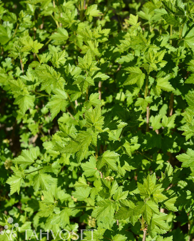 Dvärgmåbär Ribes alpinum &