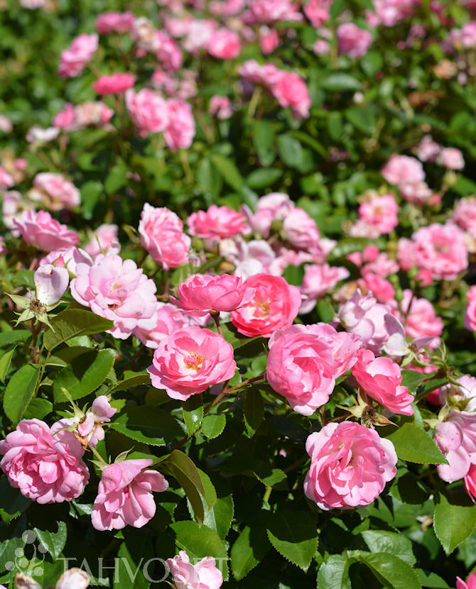 Rosa &
