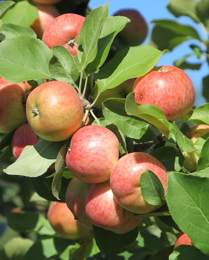 Sommaräpple Malus domestica &