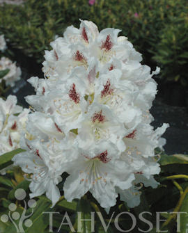 Rhododendron &