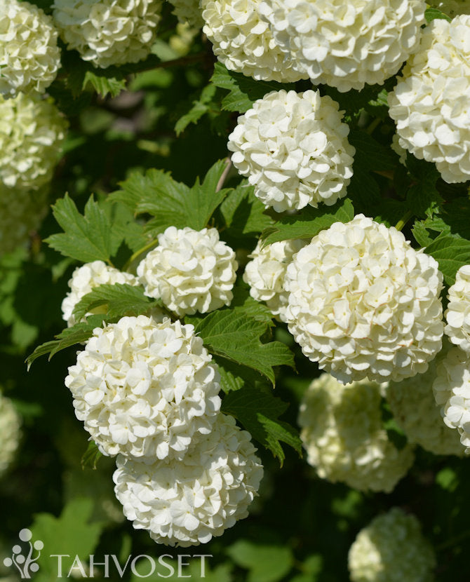 Snöbollsbuske Viburnum opulus &