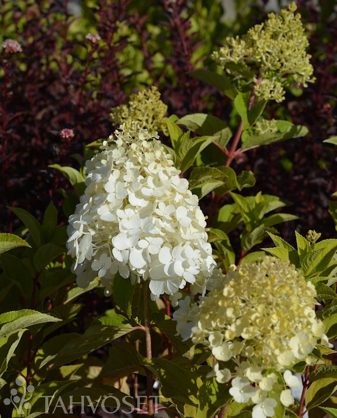 Syrenhortensia &