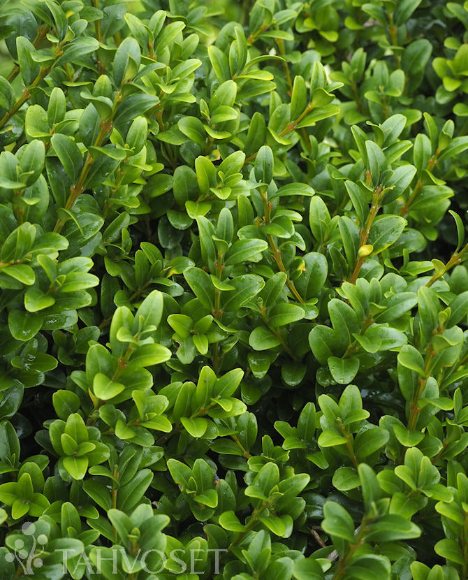 Buxbom Buxus sempervirens 3 liters kruka