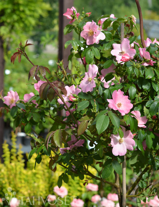 Rosa &