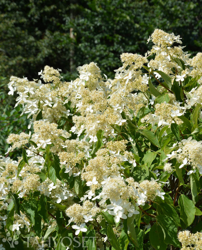 Vipphortensia &