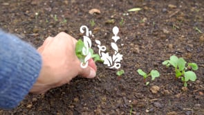 Rädisa Saxa 2 rund Såband