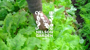 Sallat Huvud- Hilde II Såband