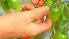 Tomat Hög Green Envy