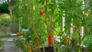 Tomat Hög Nagina F1