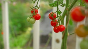 Tomat Hög Rubylicious F1