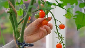 Tomat Hög Agro F1 Organic