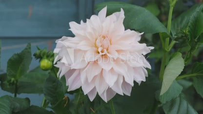 Dahlia Dekorativ Café au Lait 1-pack