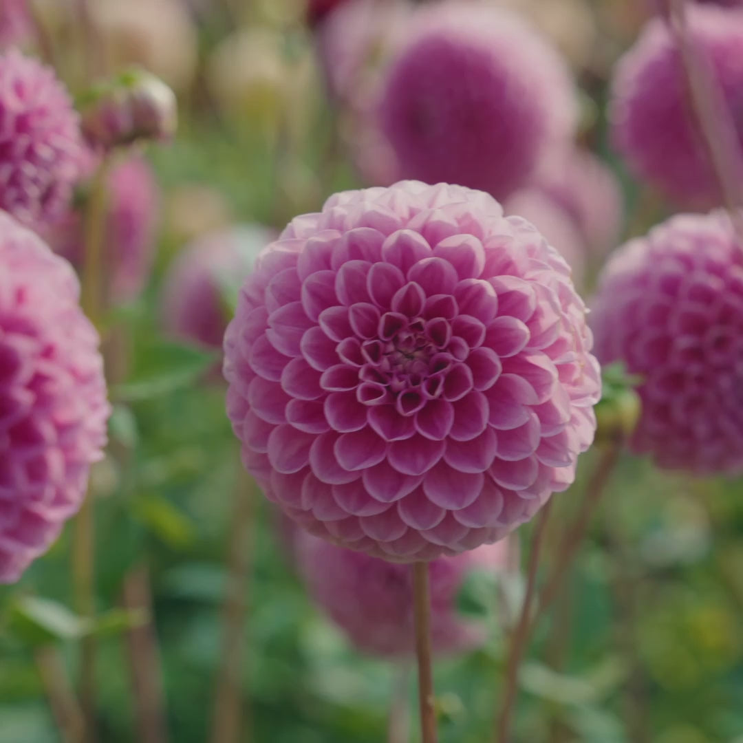 Dahlia Sweet Fabienne Ball 1-pack NYHET