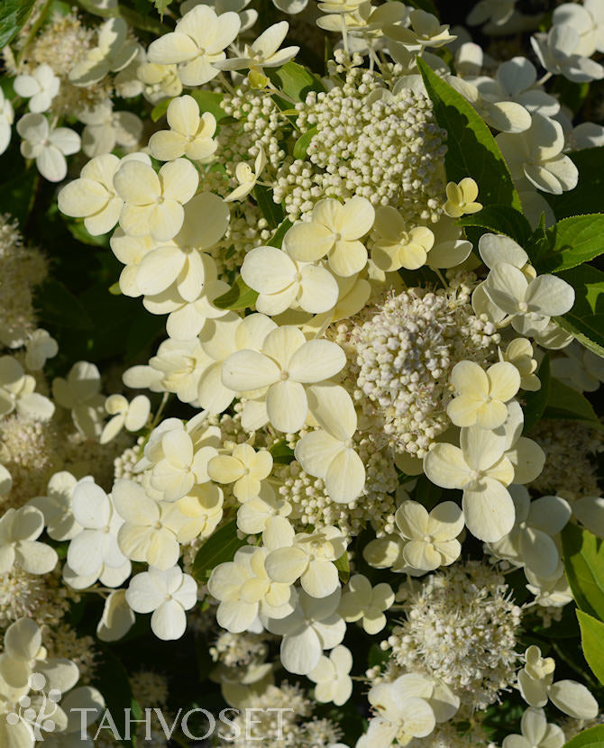 Vipphortensia PRIM WHITE® &