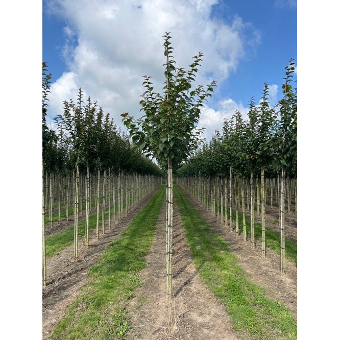 Bergkörsbär - Prunus sargentii &