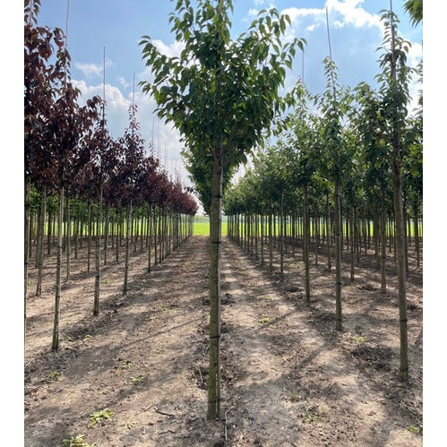 Prydnadskörsbär - Prunus serrulata 'Kanzan'  - Stammens omkrets 20-25 cm, höjd 4-4,5 meter,  HS,