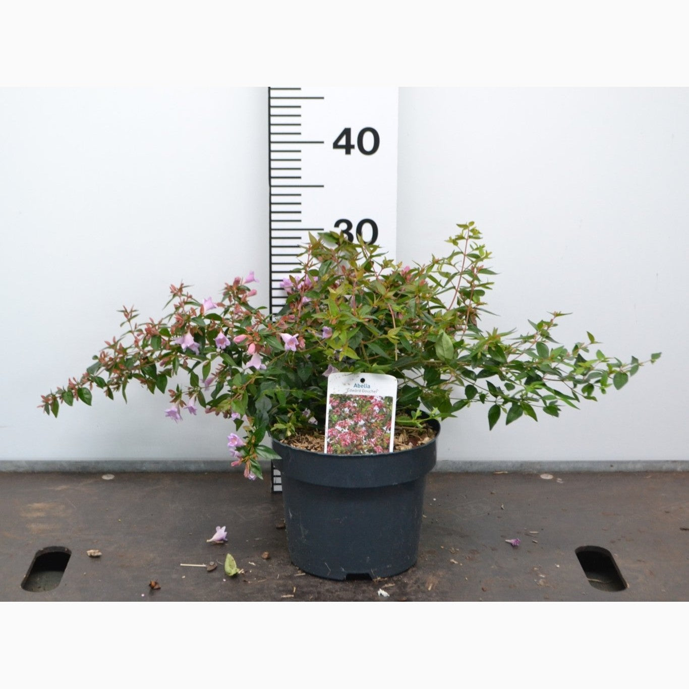 Abelia – Abelia 'Edward Goucher' - C3 20-40 CM