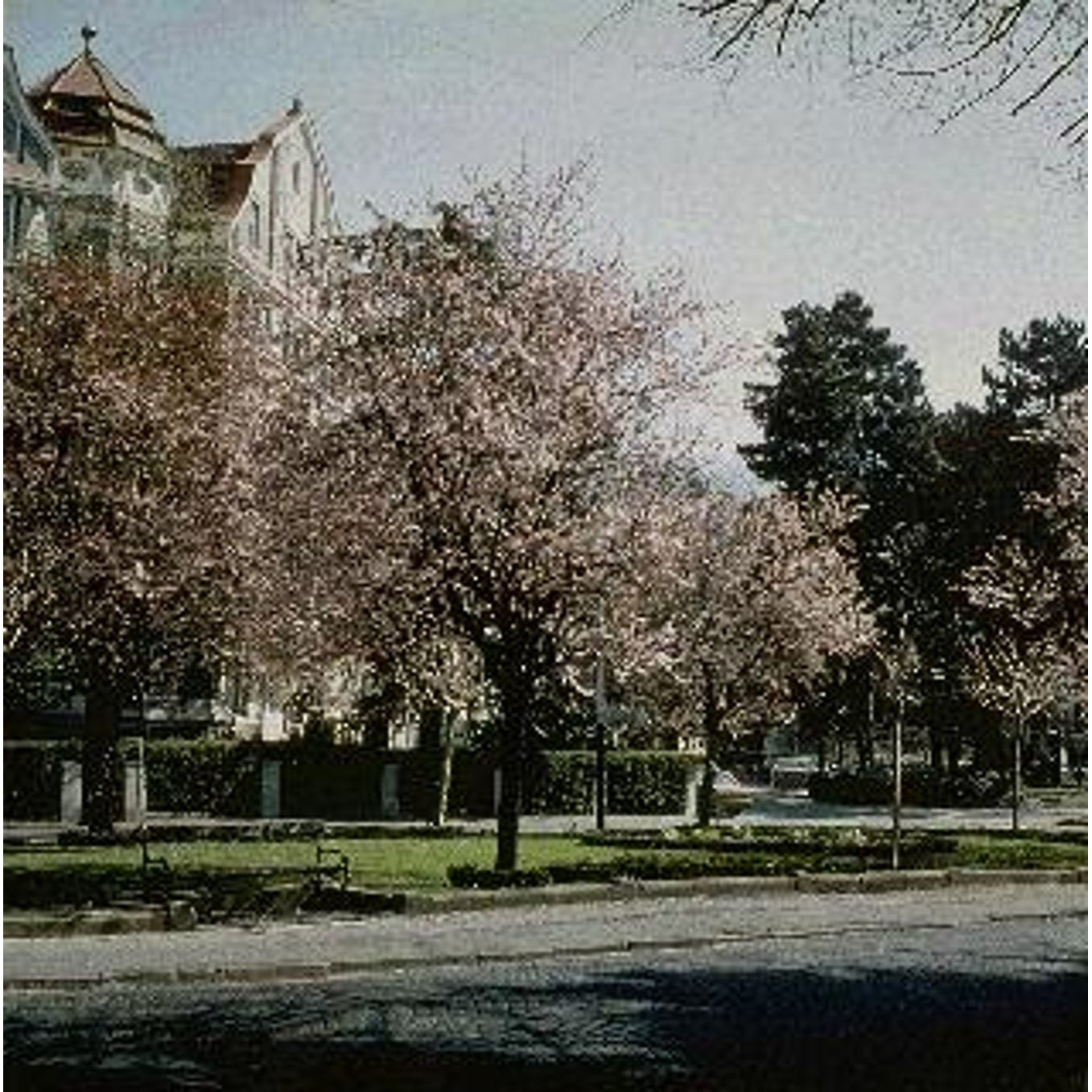 Körsbärsplommon – Prunus cerasifera 'Nigra' - 12/14 in Cont HO/ST