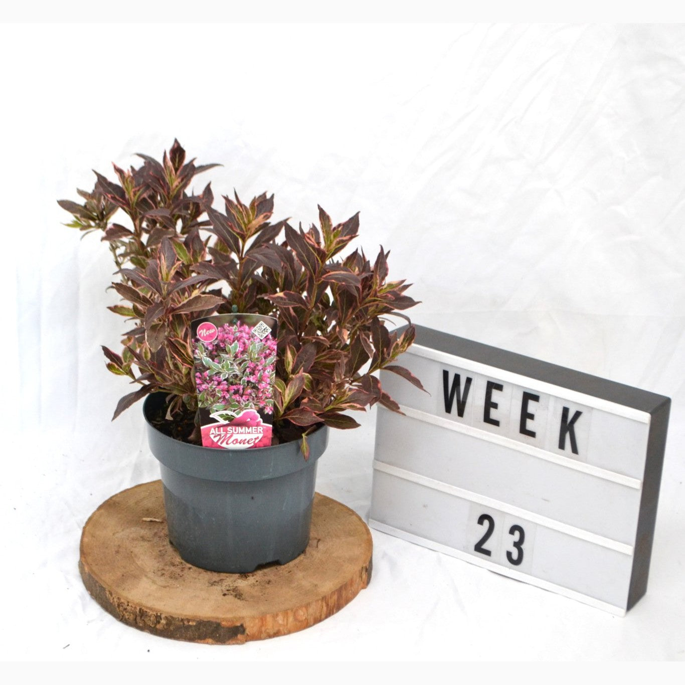 Praktweigela – Weigela florida 'All Summer Monet' - C3 20-40 CM