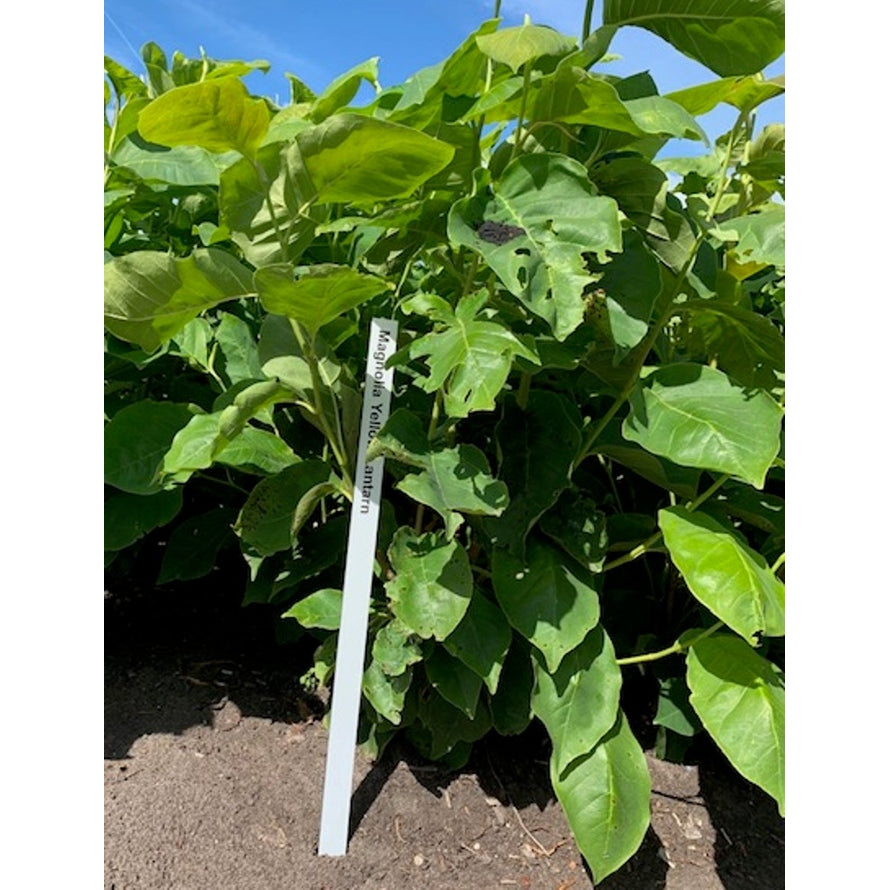 Magnolia – Magnolia 'Yellow Lantern' - 60-80 CM RB