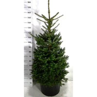 Koreagran – Abies koreana - C65 125-150 cm.
