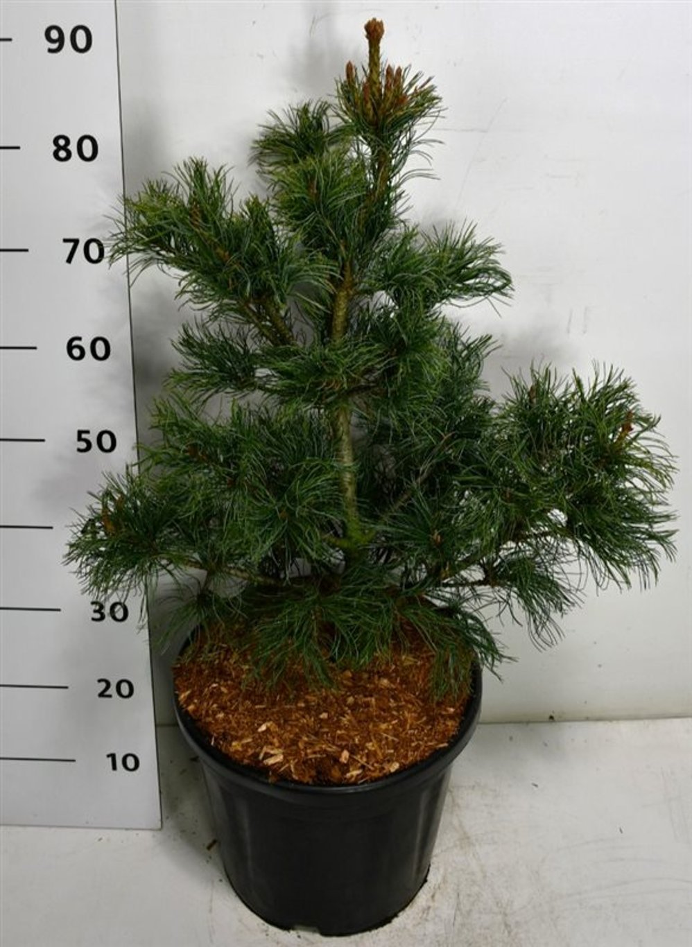 Japansk vit­tall – Pinus parviflora 'Bonsai' - C18 50-60 cm.