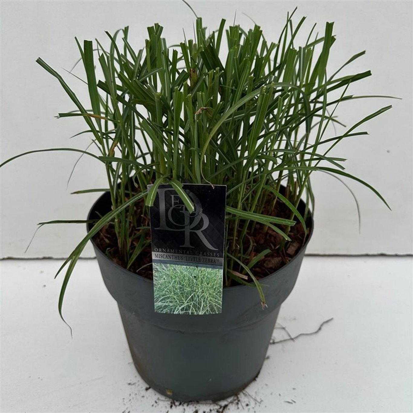 Glansmiskantus – Miscanthus sinensis 'Little Zebra' - C10