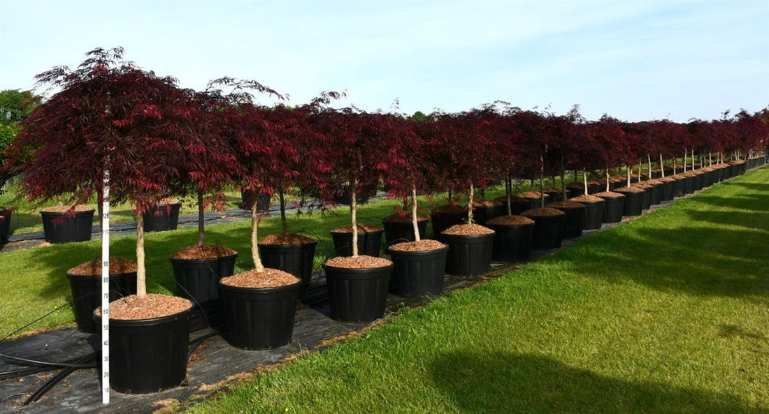 Japansk lönn – Acer palmatum &