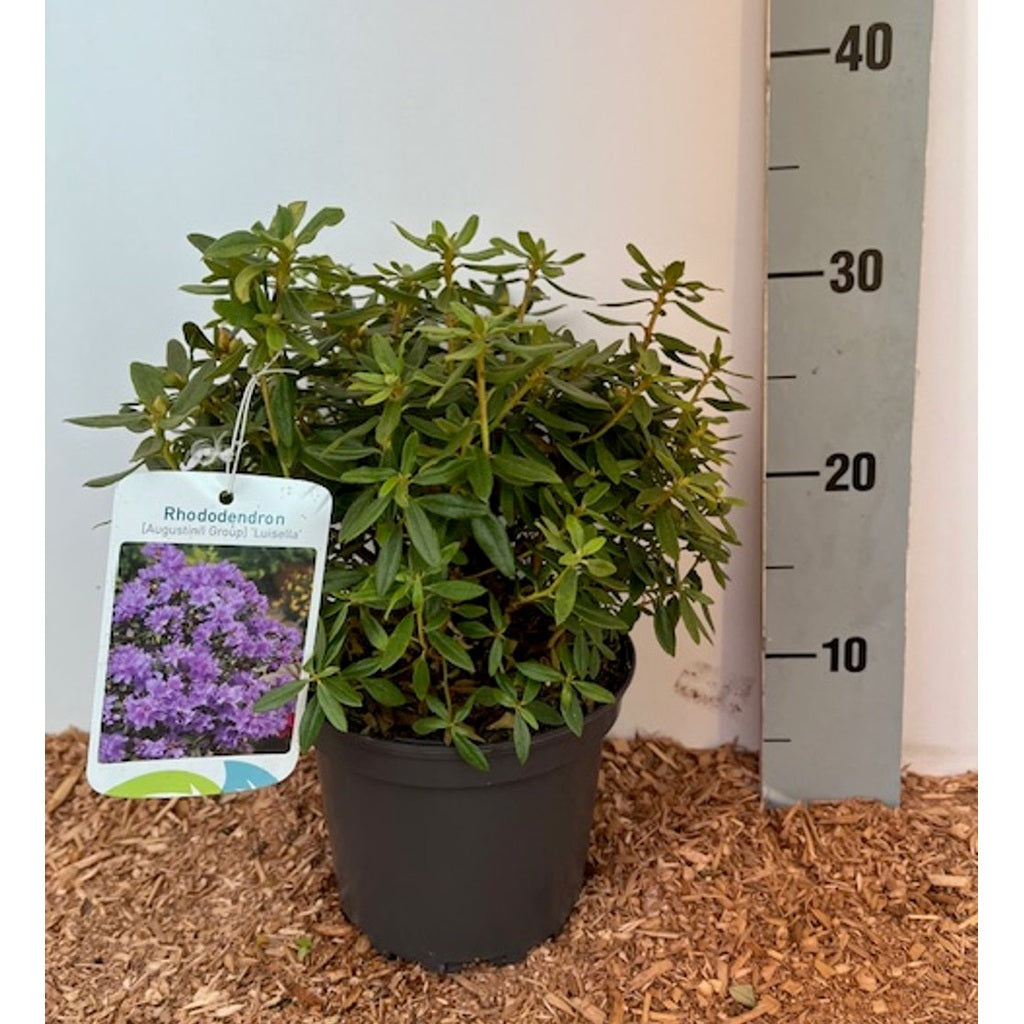 Rhododendron – Rhododendron 'Luisella' - C2 20-25 CM