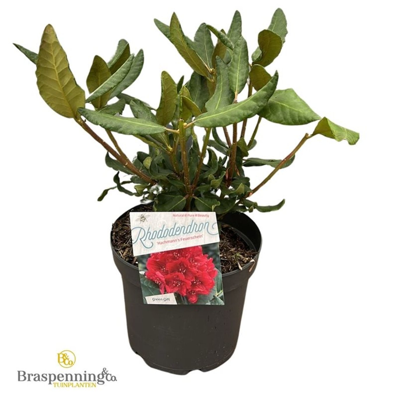 Rhododendron – Rhododendron 'Hachm. Feuerschein' - C5 30-40 CM