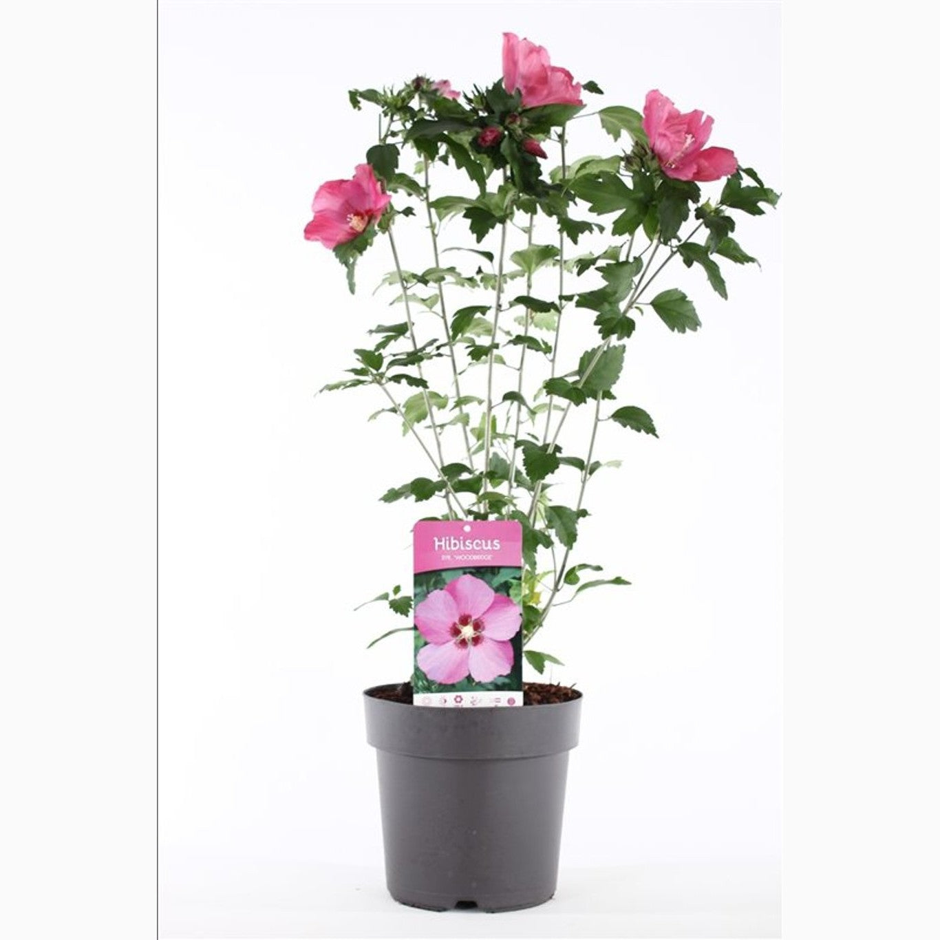 Hibiskus – Hibiscus syriacus 'Woodbridge' - C5