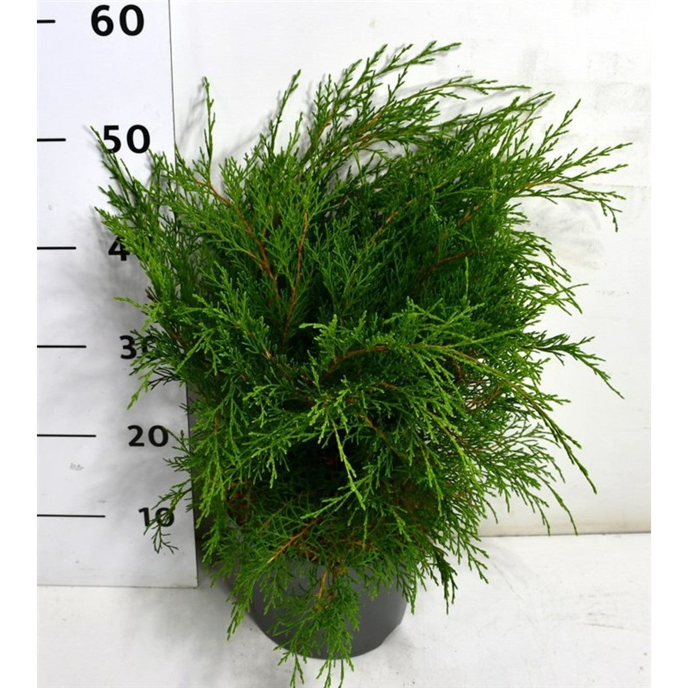 Kryp-en – Microbiota decussata - C5 30-40 cm.