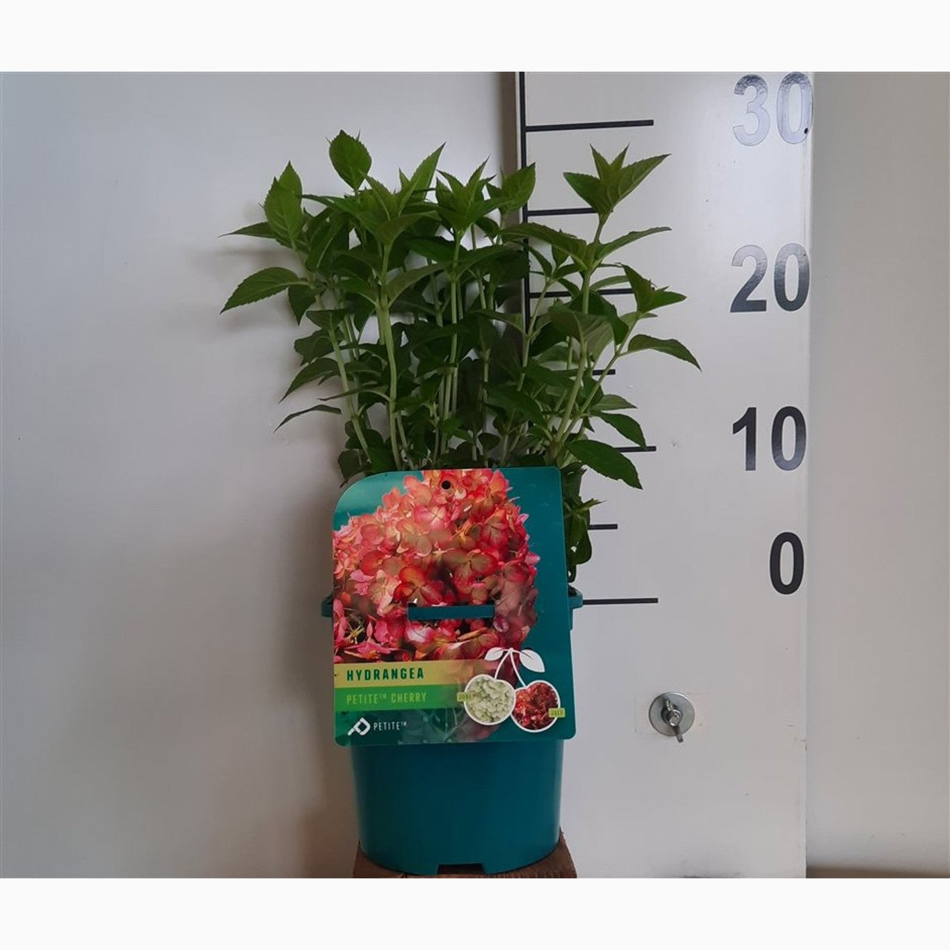 Syrenhortensia – Hydrangea paniculata 'Petite Cherry' - C2 20-25 CM