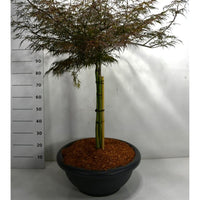 Japansk lönn – Acer palmatum 'Firecracker' - C60 70 cm. Stam
