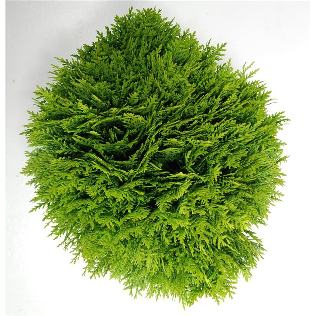 Thuja – Thuja occidentalis &