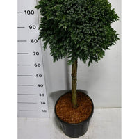 Himalaya-en – Juniperus squamata 'Blue Star' - C18 70 cm. Stam