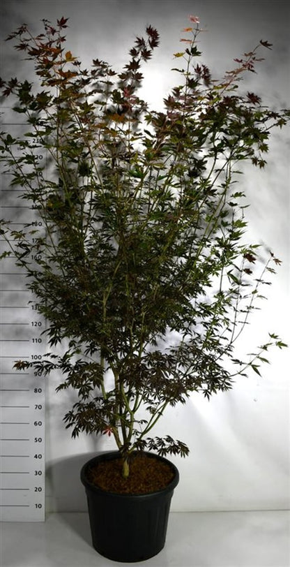Japansk lönn – Acer palmatum &