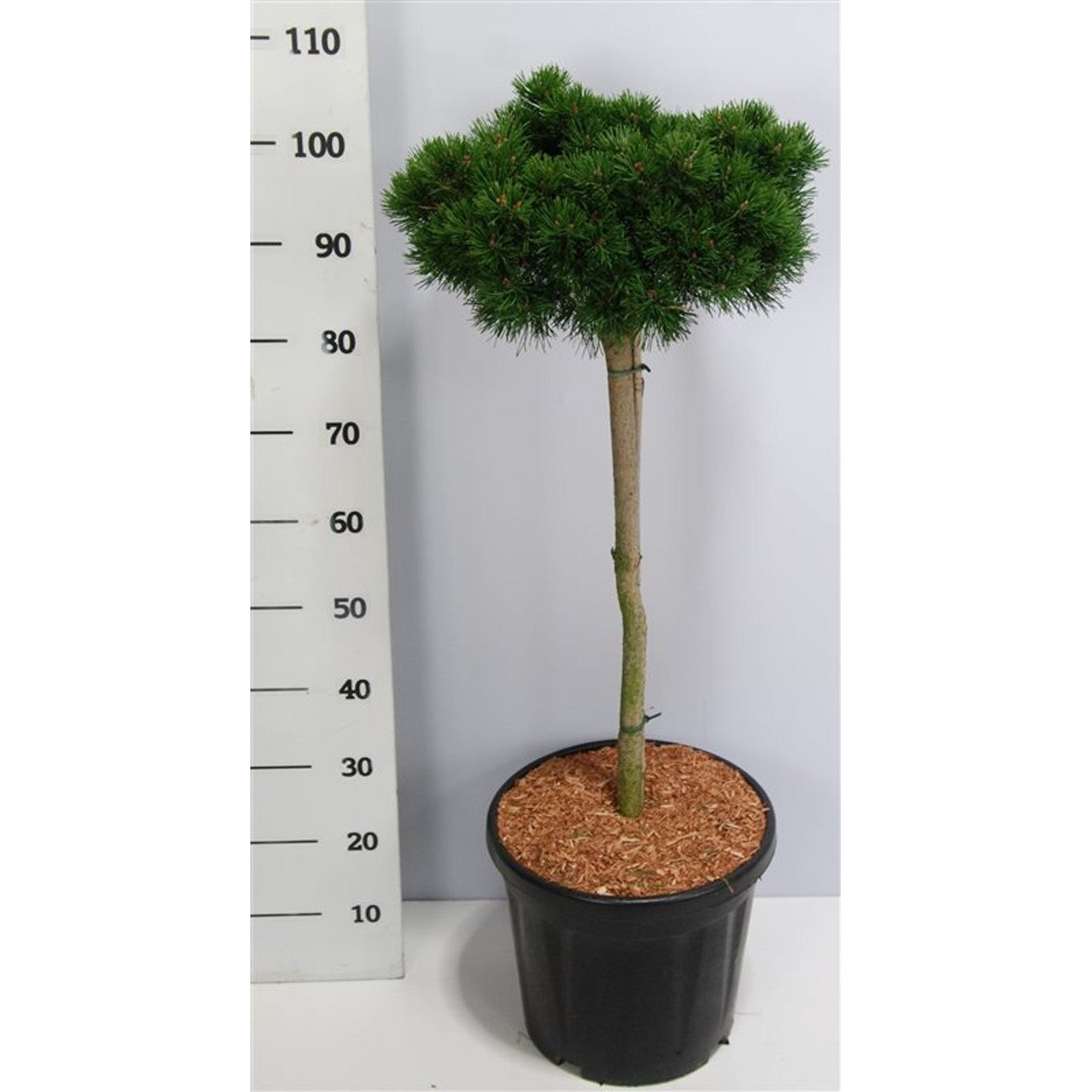 Bergtall – Pinus mugo 'Lilliput' - 60 CM Stem C20